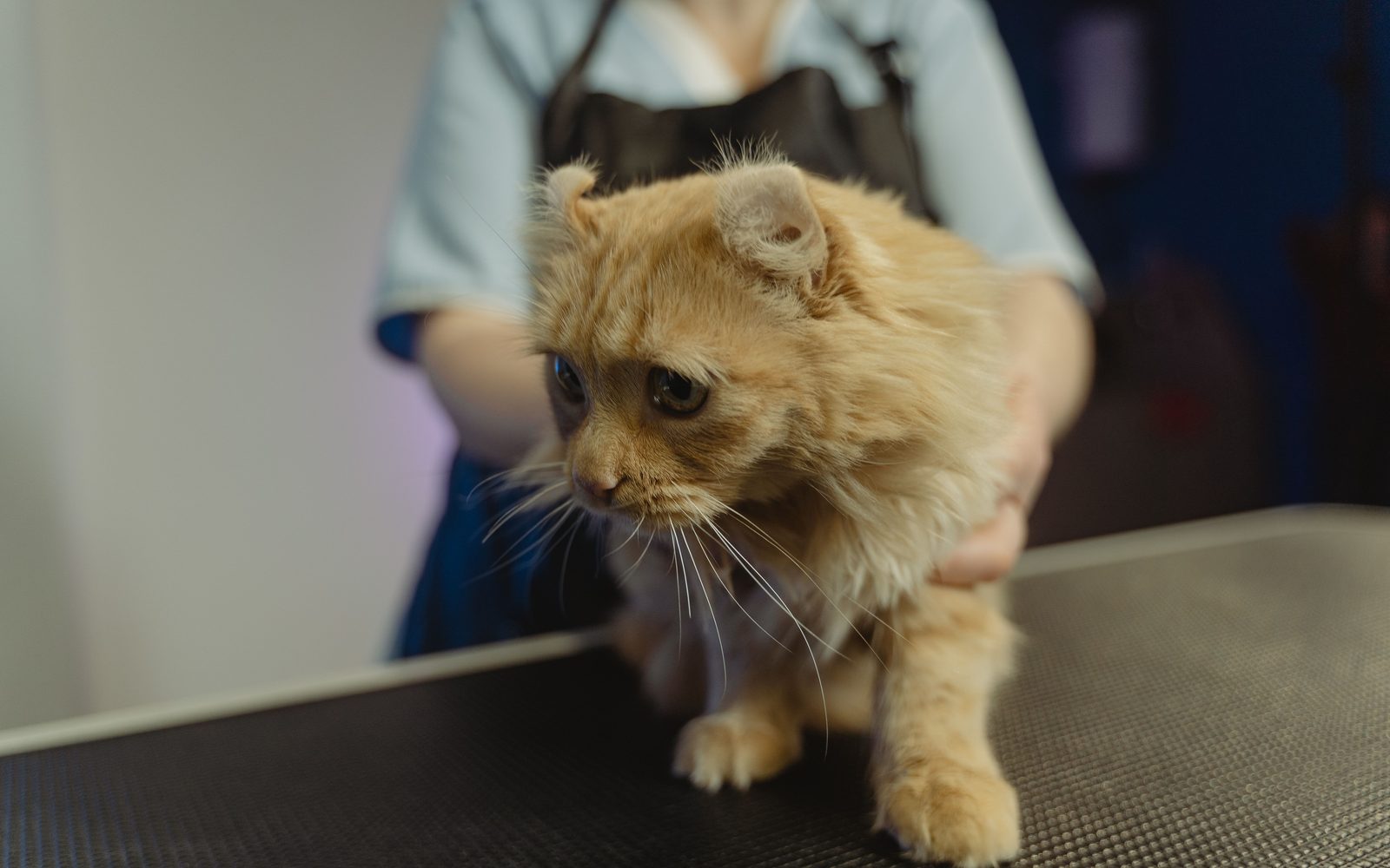Cat neuter cost: 2026 survey of 46 clinic prices