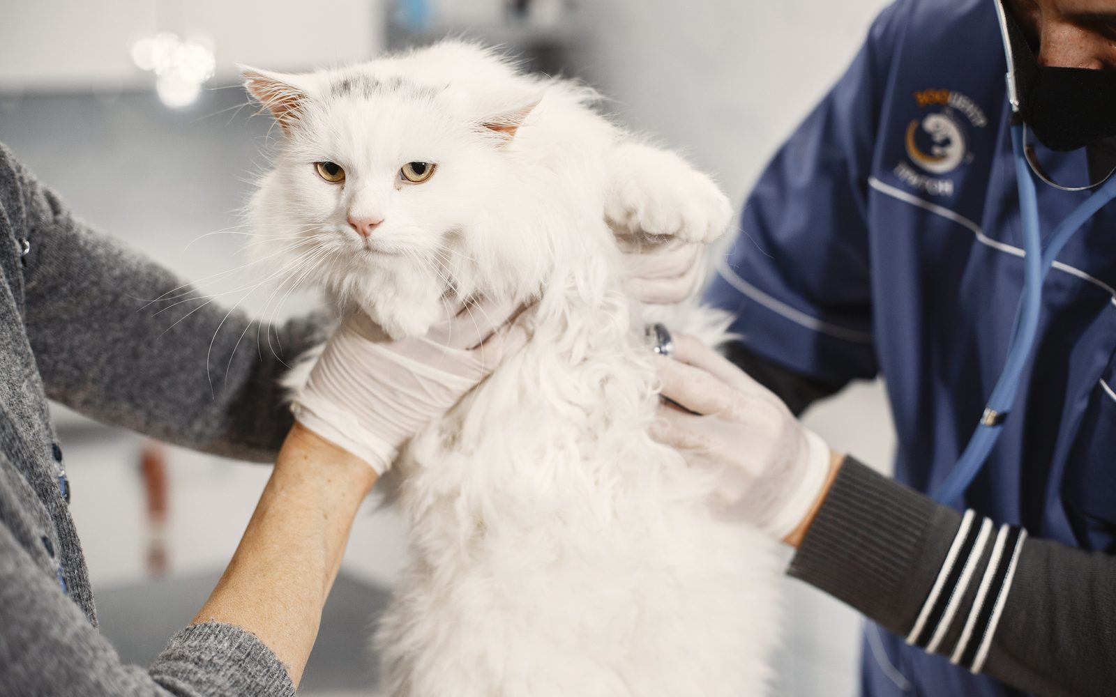 Cat spay cost: 2026 survey of 75 clinic prices