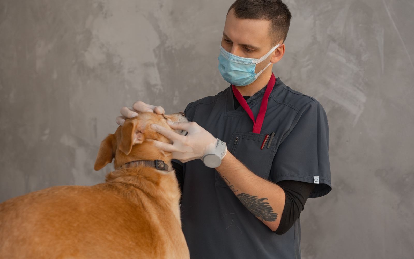 Dog neuter cost: 2026 survey of 249 clinic prices
